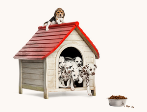 several dogs in a doghouse